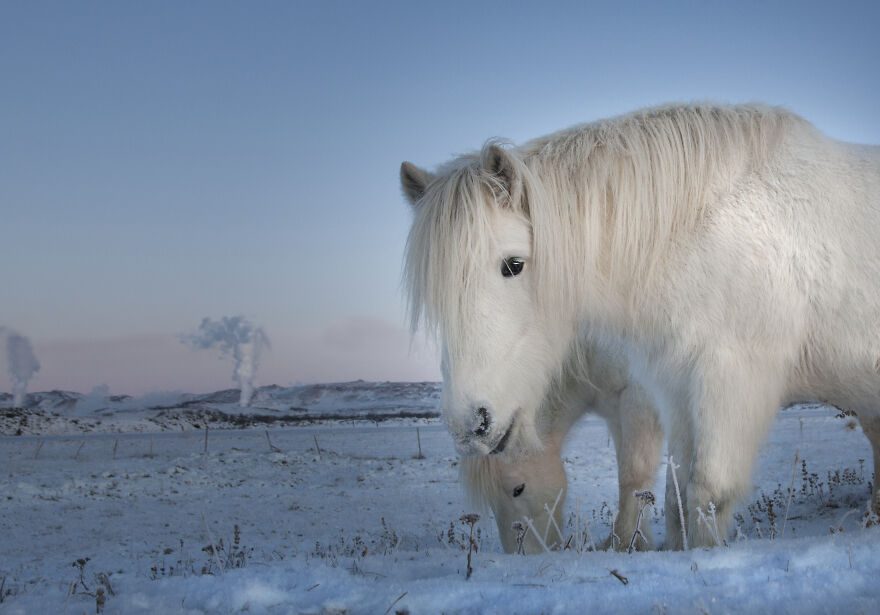 Winter animals in Iceland 633febfe0ef33 880