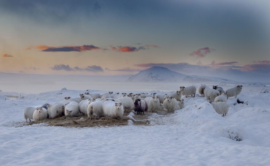 Winter animals in Iceland 633fec3fde585 880
