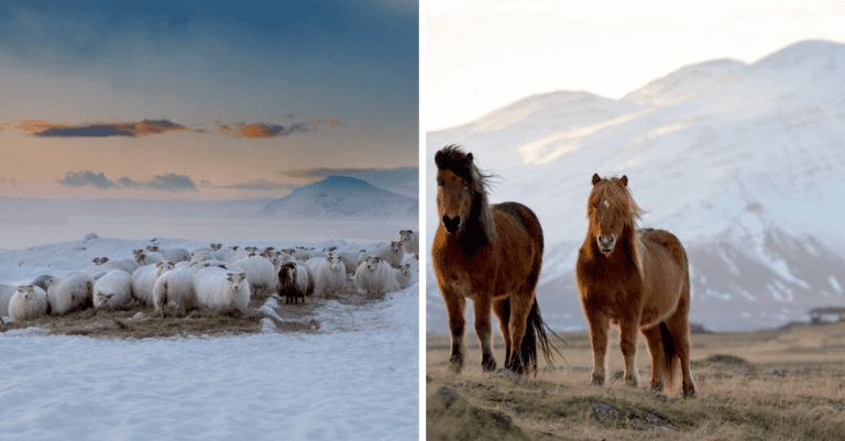 Zimné zázraky: 15 fotografií, ktoré zobrazujú rozprávkovú divokú prírodu islandskej krajiny