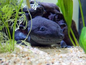 axolotl photo u1