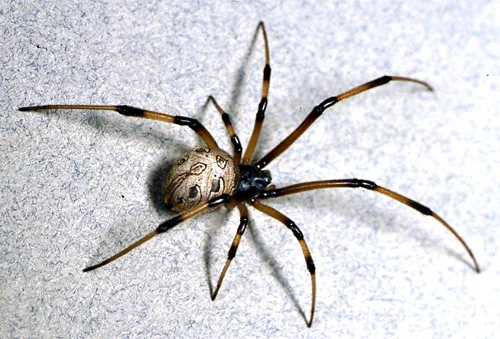 c UCR brown widow spider female 01