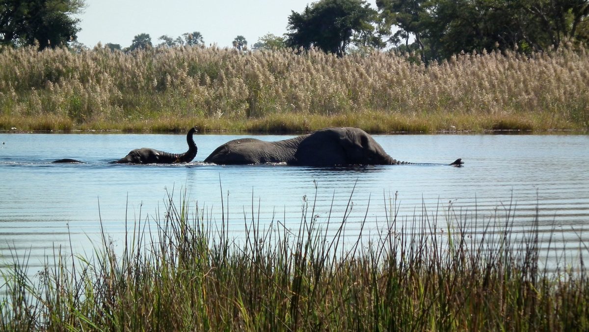 two elephants swimming in a body of water