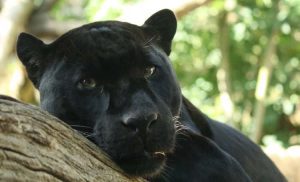 jaguar photo u6