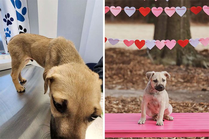 rescued dogs before after adoption 19