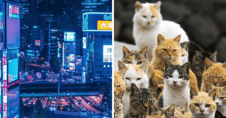 10+ fotografií, ktoré vám ukážu, že niet krajiny podobnej Japonsku