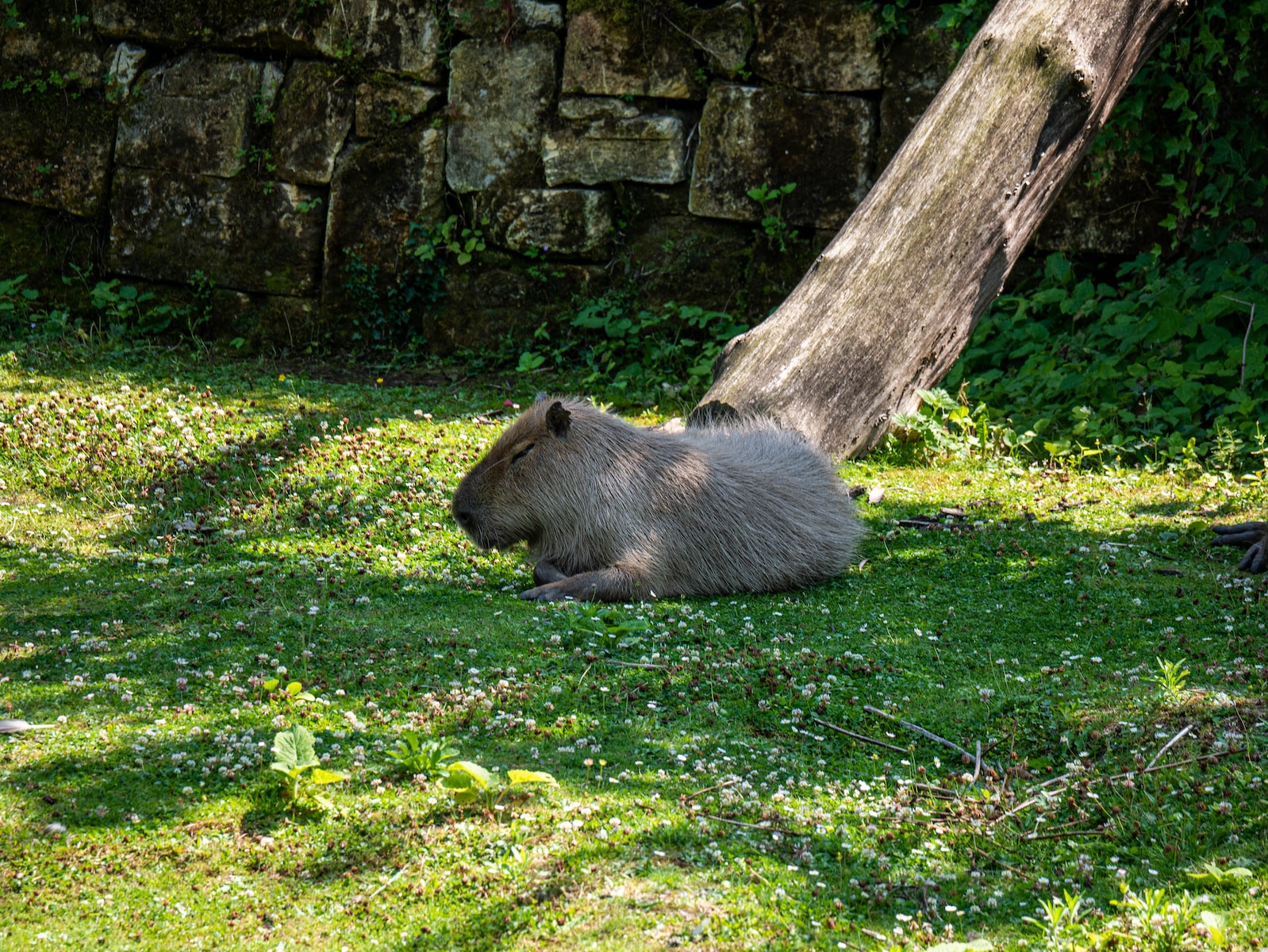 a brown animal lying on grass