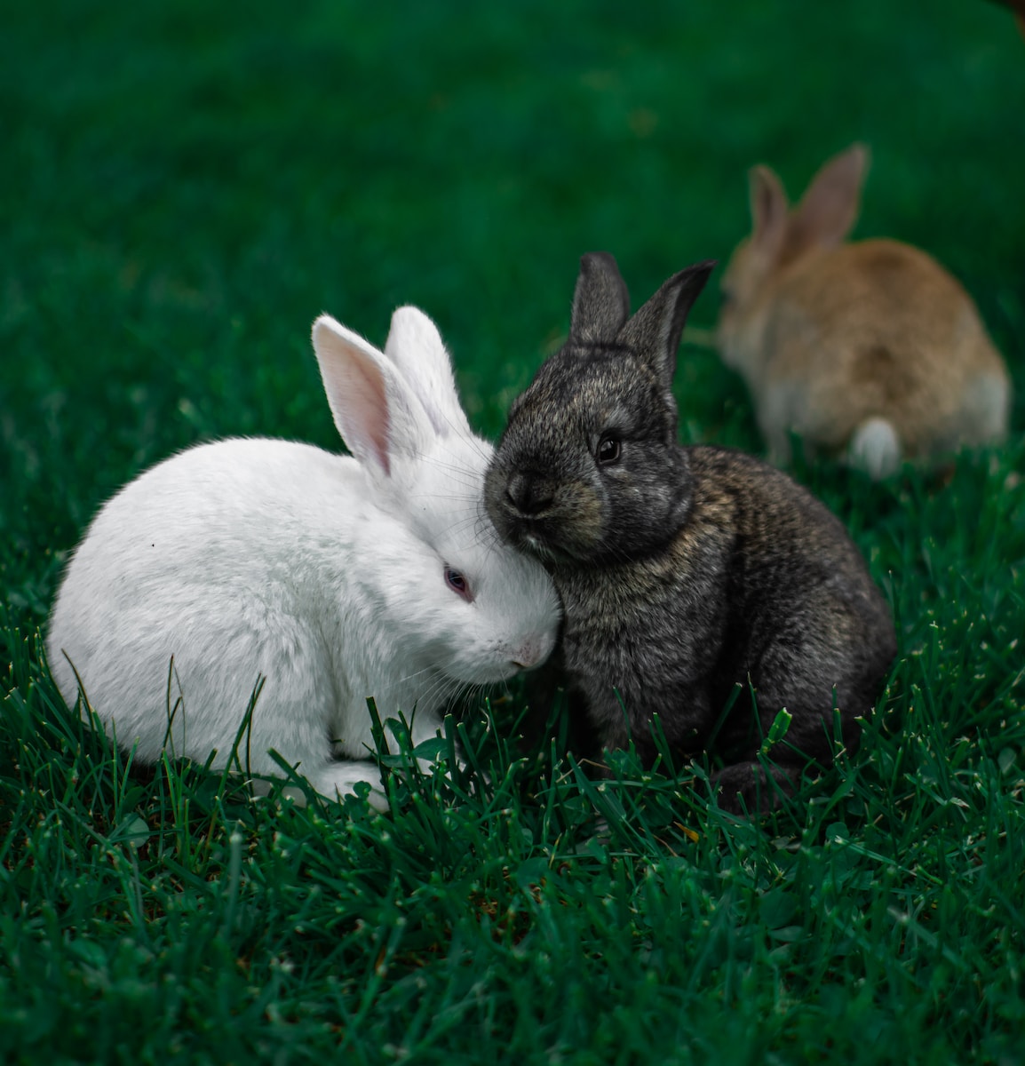 white rabbit on green grass during daytime