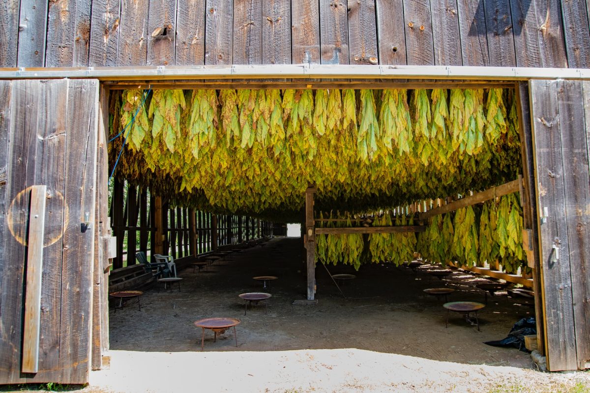 a barn with a bunch of bananas hanging from the roof