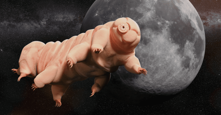 Top 5 faktov o tardigrade: Zvieratko, ktoré dokáže prežiť aj na Mesiaci
