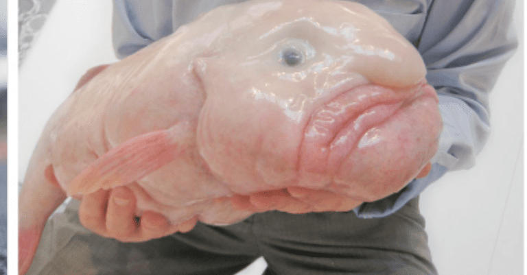 Počul si už o Blobfish? Táto ryba je najškaredšia na svete
