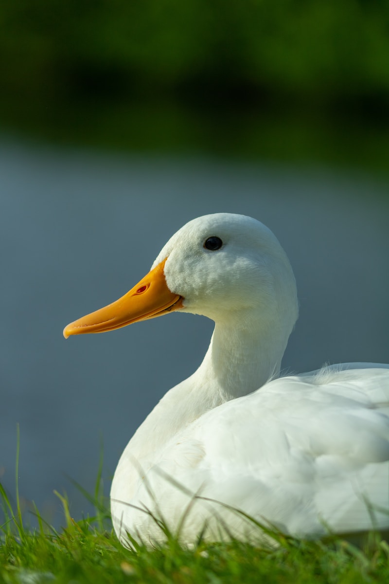 photo of white swan