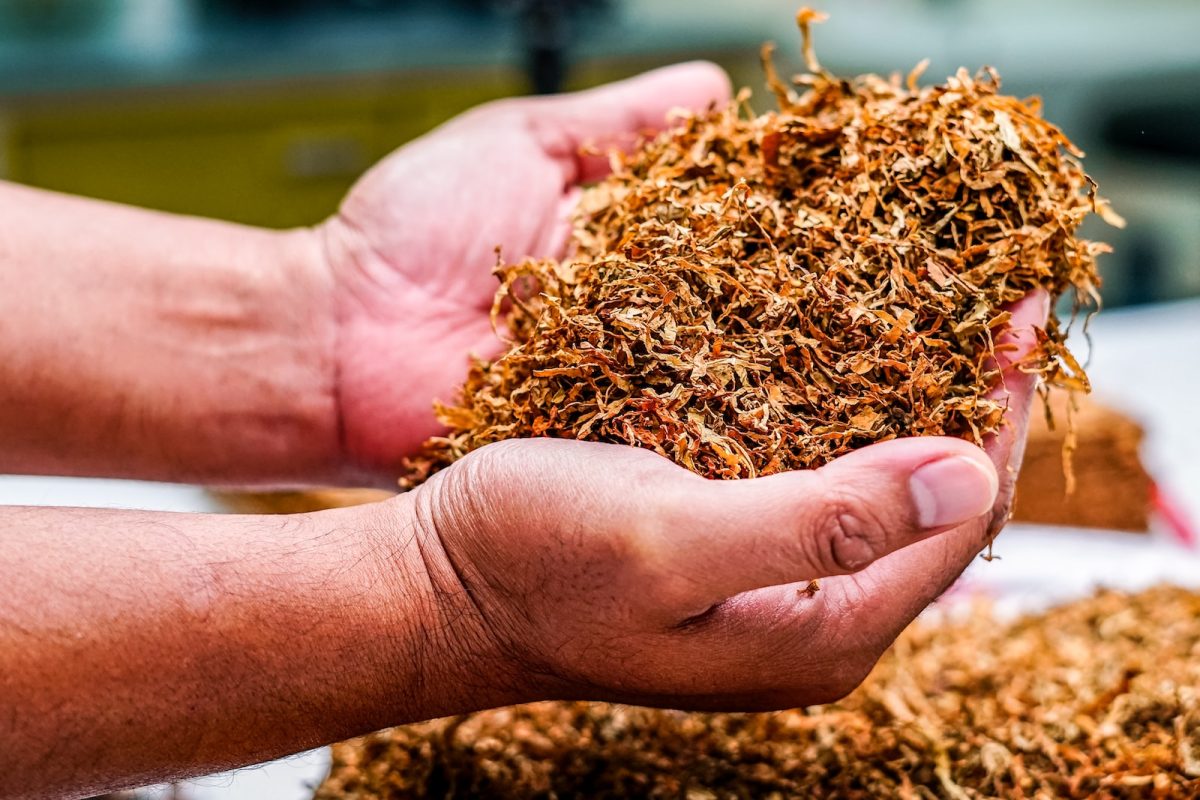 a person holding a pile of dried tobacco