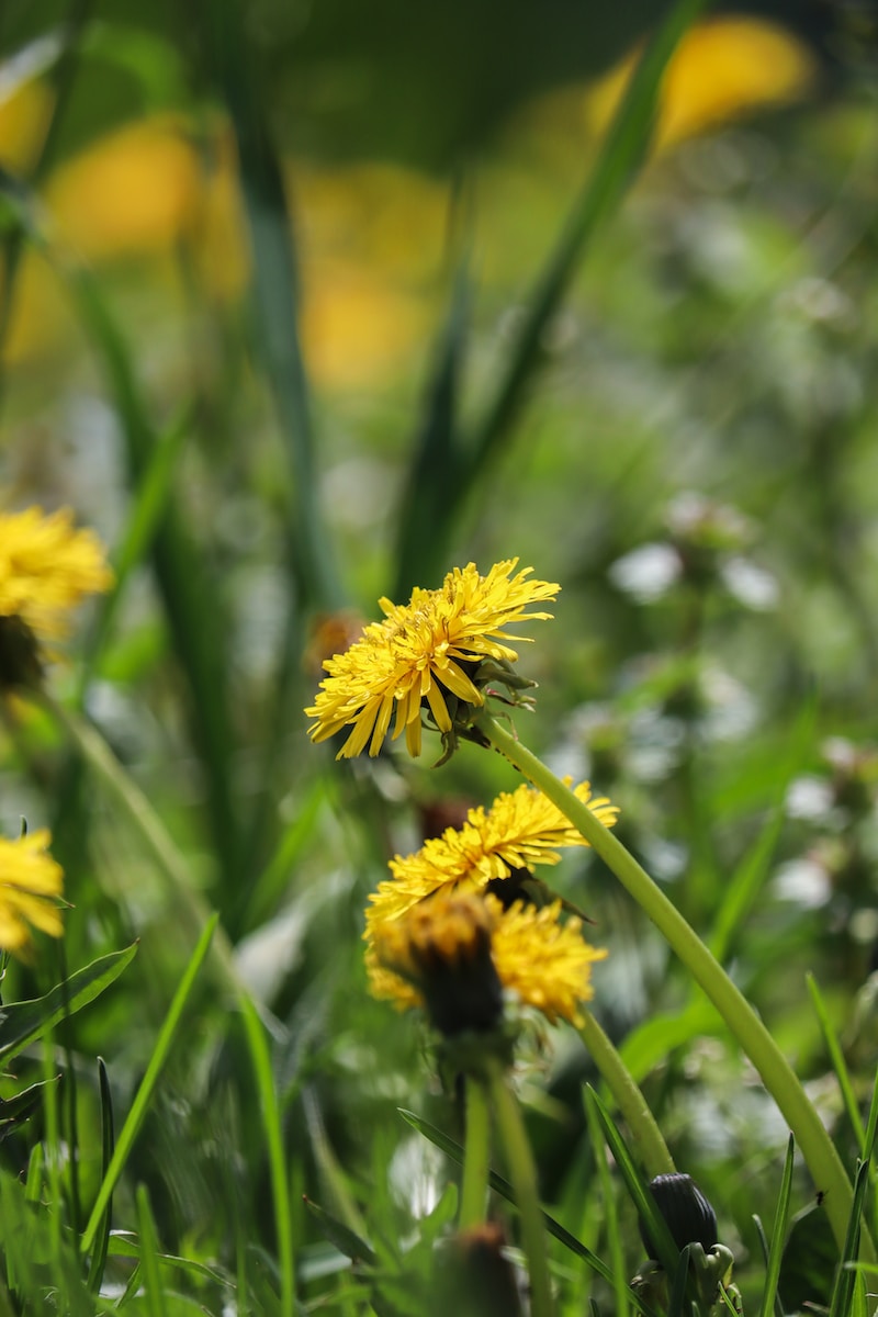 a close up of a bunch of flowers in the grass