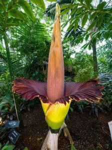 there s a good reason that it s called the corpse flower photo u2