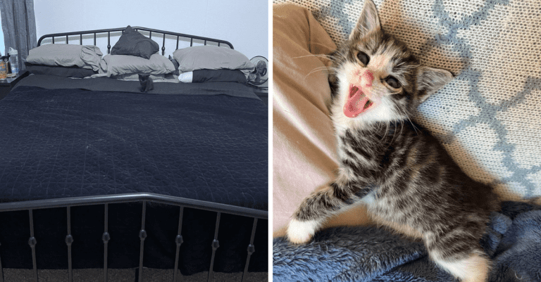 12 fotografií rozkošných mačiatok, ktoré vám zlepšia deň