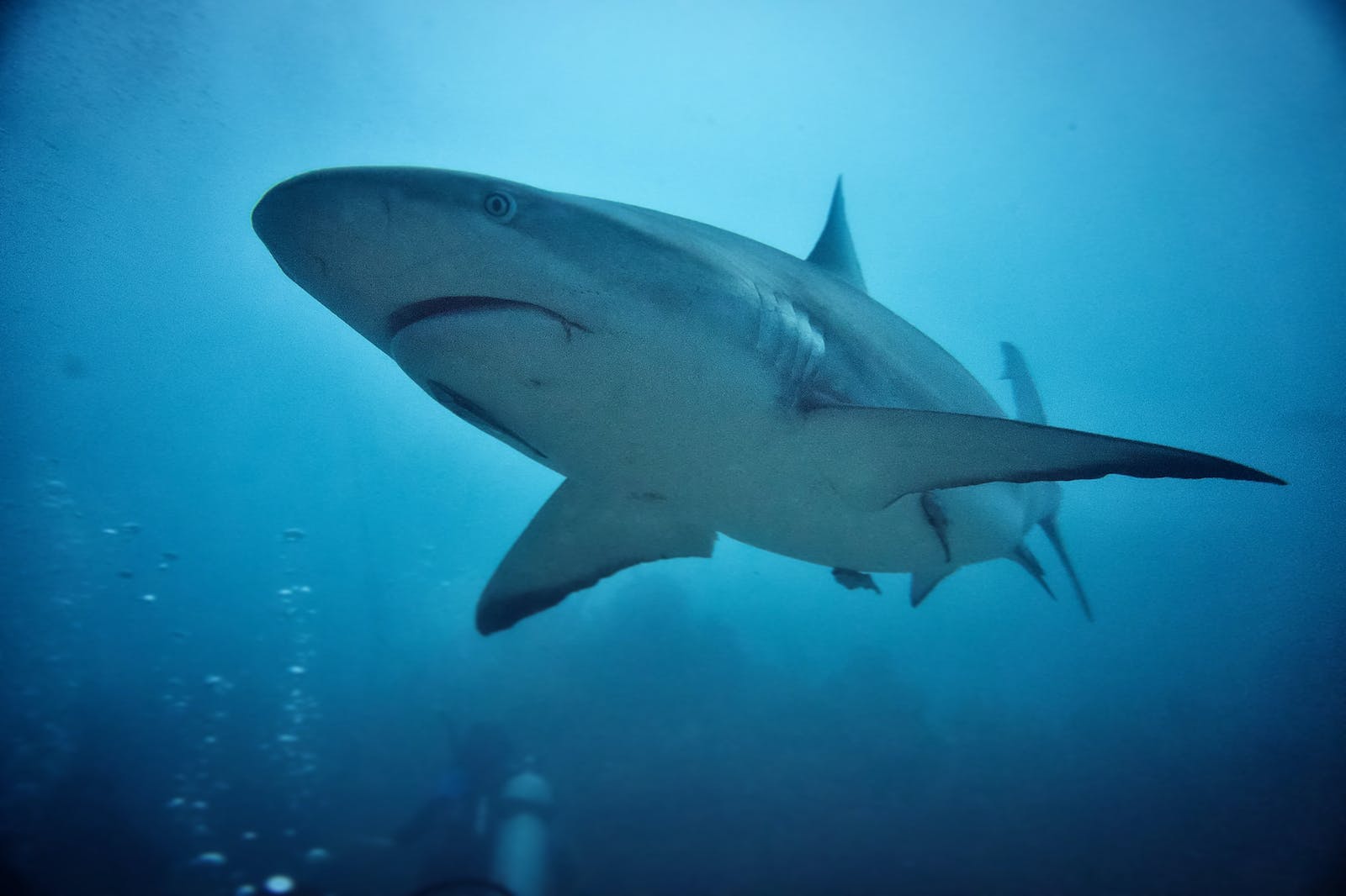 Close-Up Shot of Grey Reef Shark
