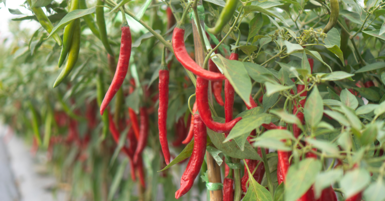 Prečo je čili paprika štipľavá? Tu je odpoveď