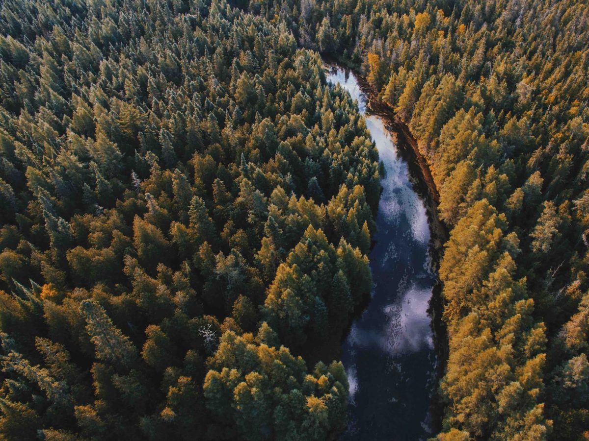 aerial view of river between forest