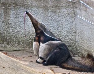 anteaters photo u2