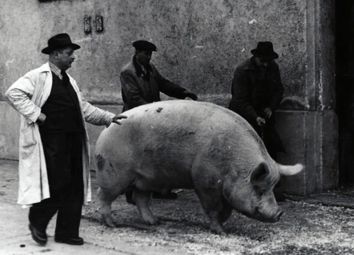 man in black jacket standing beside pig