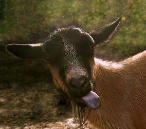 goats photo u2