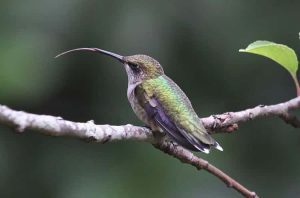 hummingbirds photo u2