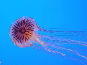 jellyfish photo u5