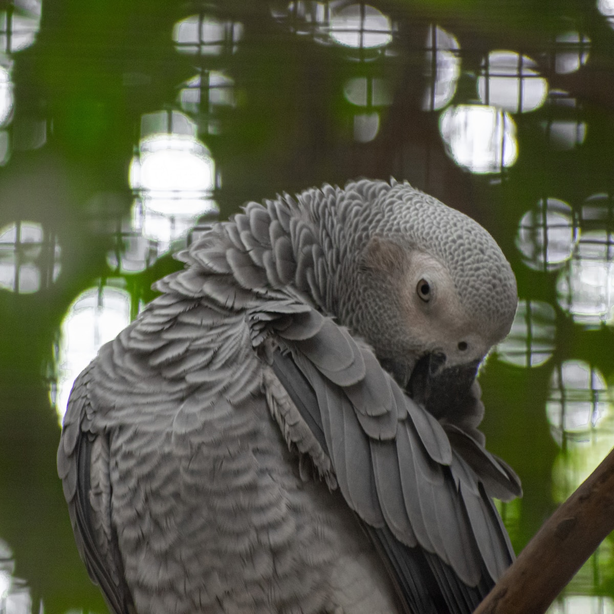 a grey parrot sitting on a branch in a tree