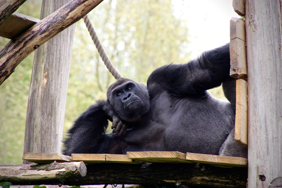 black gorilla lying on wooden surface
