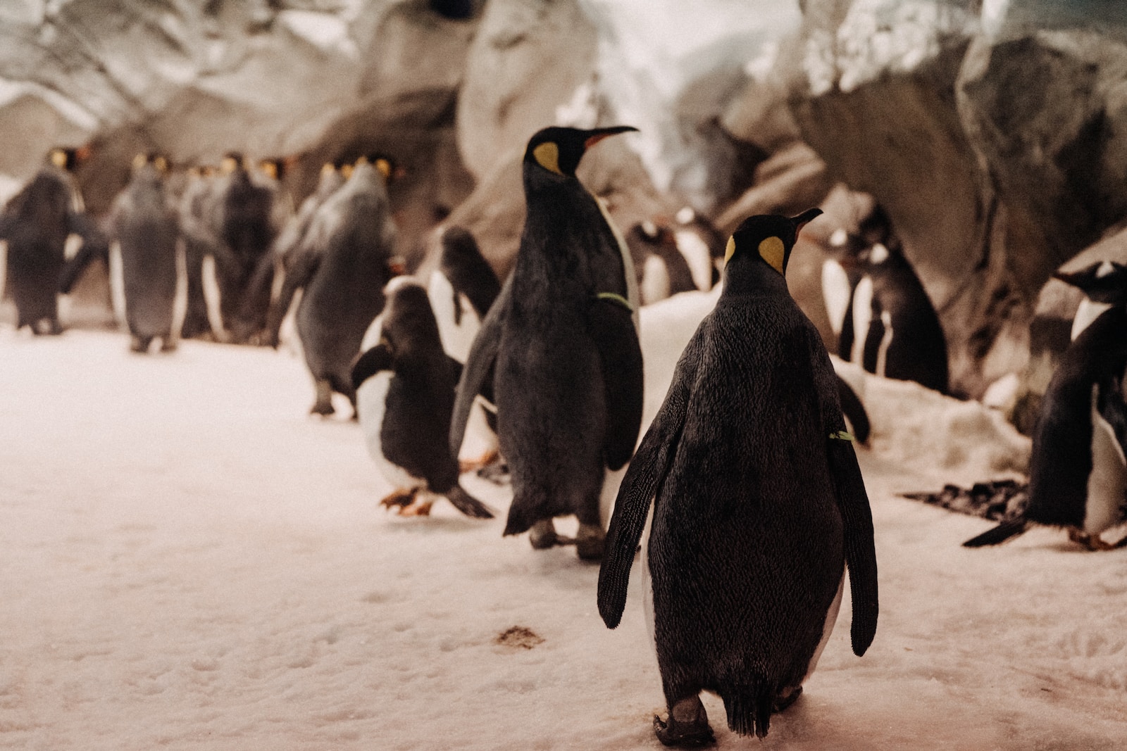 penguins on white sand during daytime
