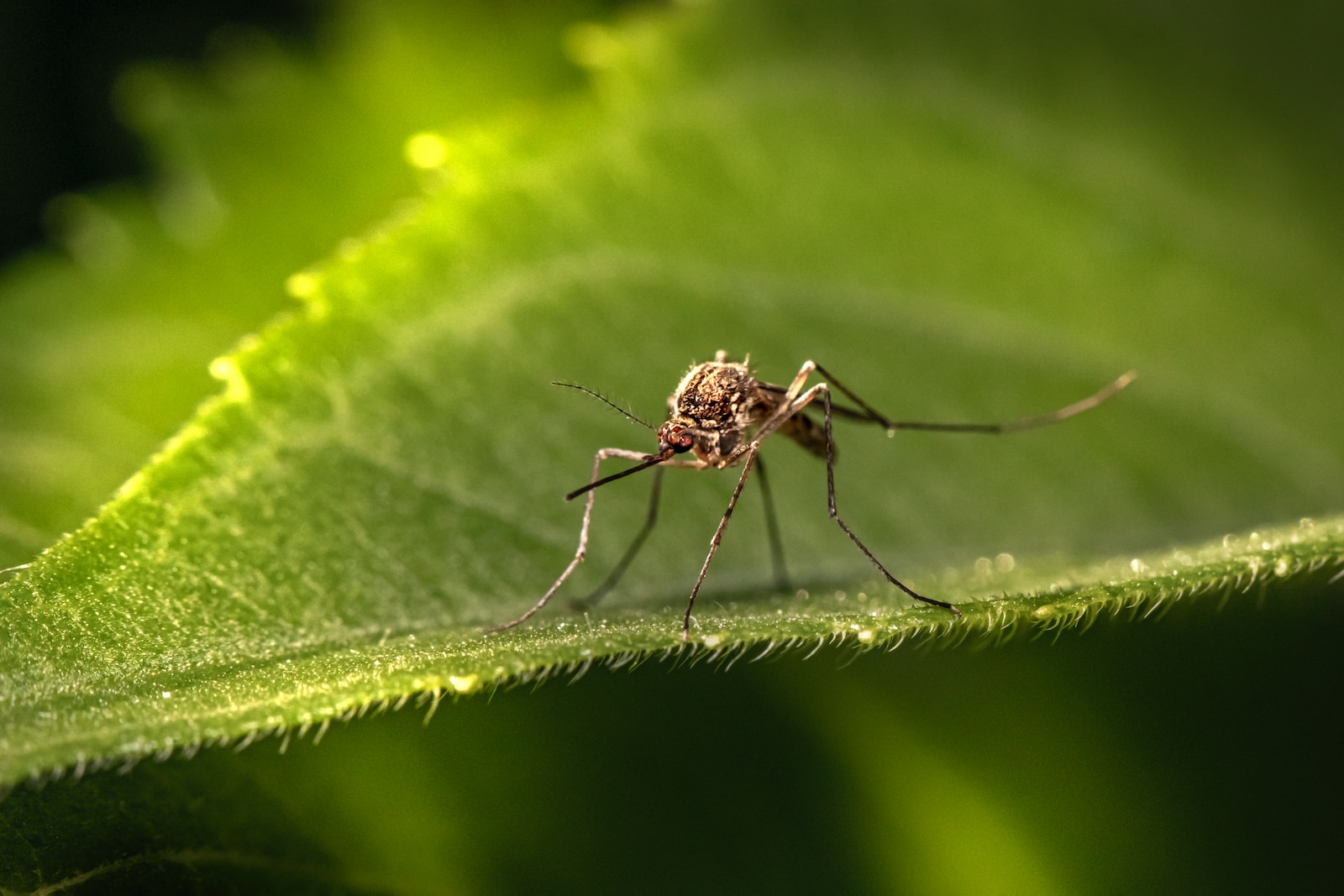 a close up of a mosquito on a leaf