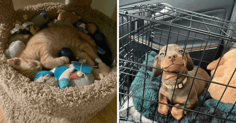 12 silných fotografií adoptovaných zvierat, ktoré dnes potrebujete vidieť