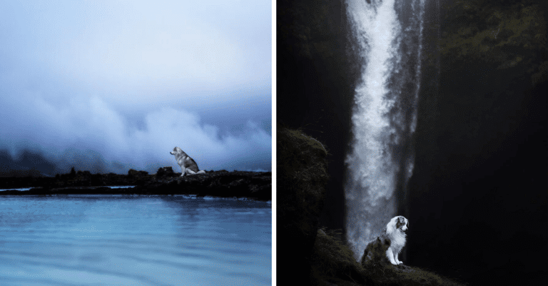11 nádherných fotografií psov z prostredia rozprávkového Islandu