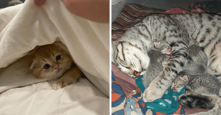 10 fotografií čerstvo adoptovaných zvierat, ktoré vás zahrejú pri srdci