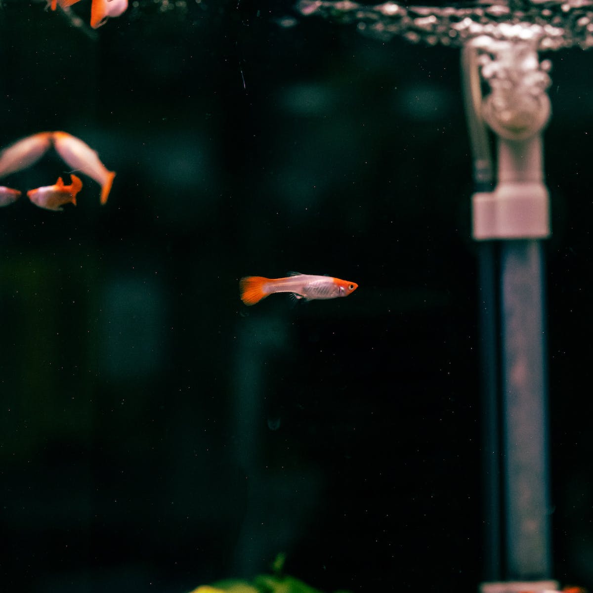Small Fish in Aquarium