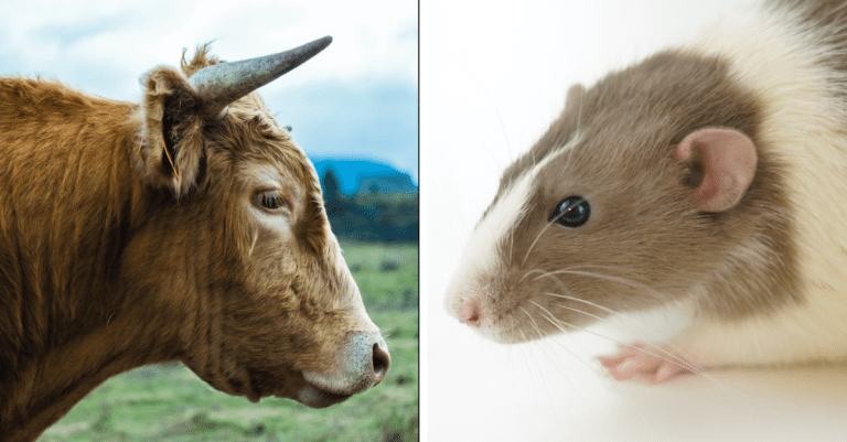 Vedecké pokroky v oblasti genetickej modifikácie zvierat. Čo všetko sme schopní vytvoriť?