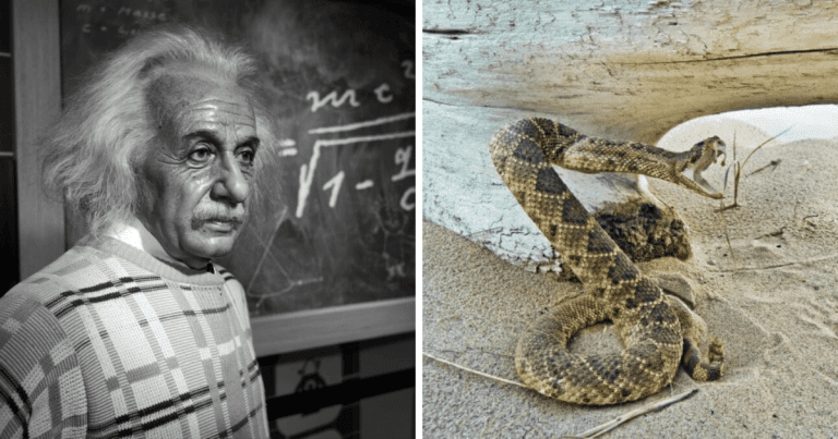 Zaujímavosti ku káve, ktoré ti zaručene rozšíria obzory #1760 – prečo Einstein nechcel byť prezidentom a ako zomrela Kleopatra