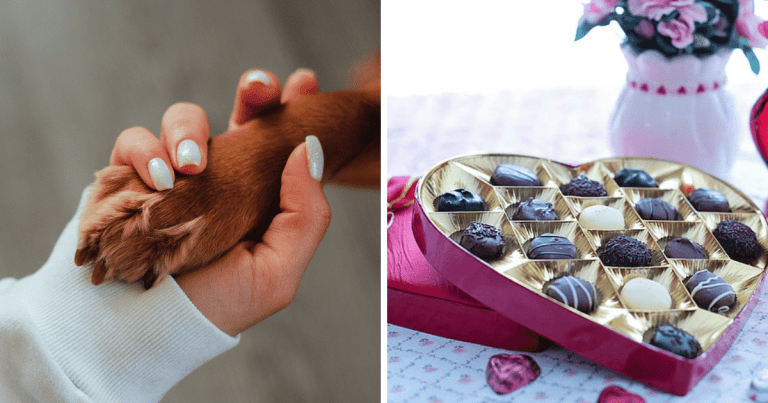 Zaujímavosti ku káve, ktoré ti zaručene rozšíria obzory #1750 – ako sa pária homáre a Valentín v Južnej Kórei
