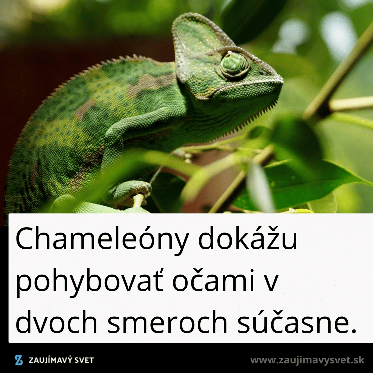 chameleony
