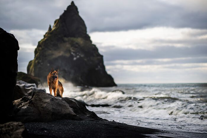 dogs of iceland 5