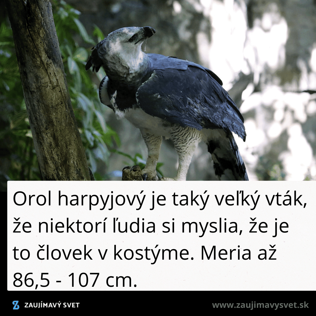 harpy eagle