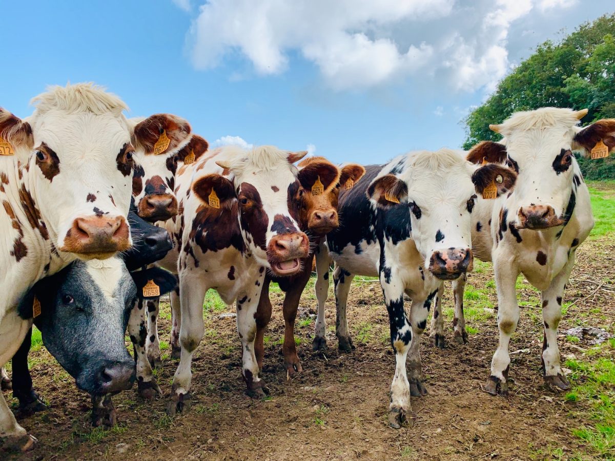 a herd of cows standing next to each other on a field