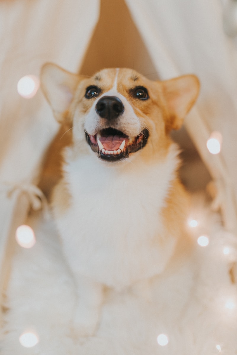 adult white and tan corgi