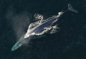 the blue whale is still larger than any dinosaur ever was photo u1