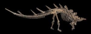the kentosaurus had a tail that could swing more than 80 mph photo u3