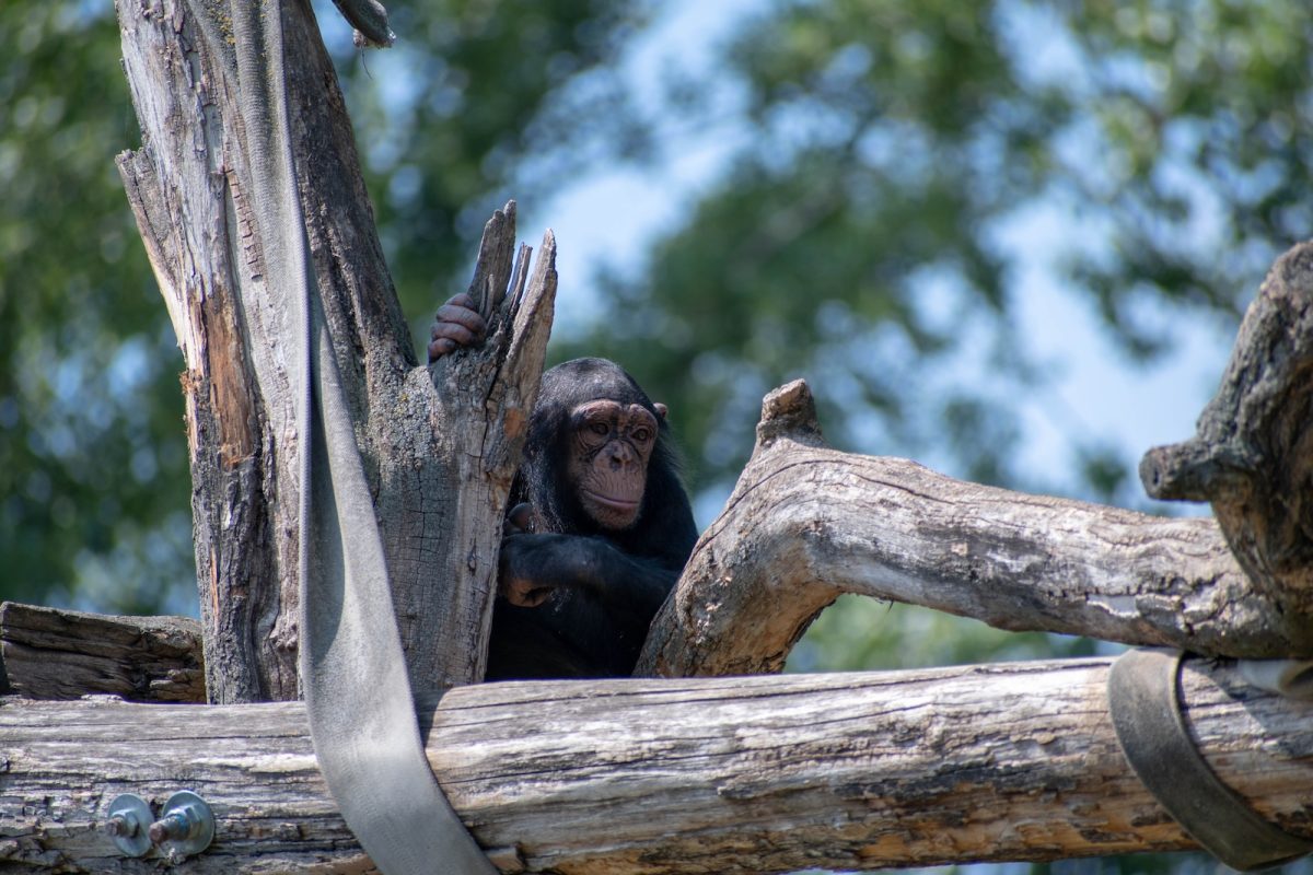 black monkey on brown wooden fence during daytime