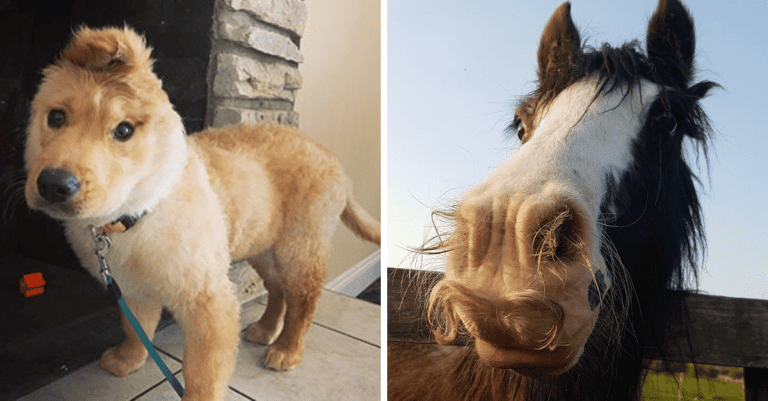 12 zriedkavých genetických mutácií u zvierat, z ktorých zostanete v úžase