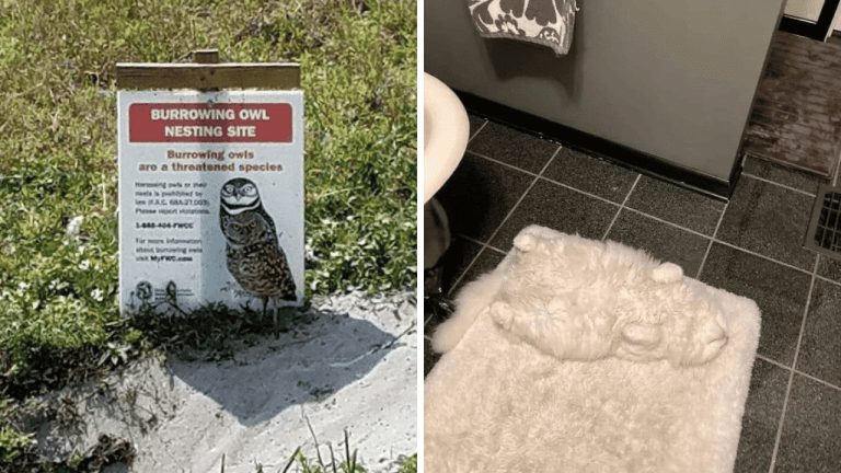 10 záberov, ktoré poriadne potrápia vaše oči: Dokážete nájsť všetky skryté poklady?