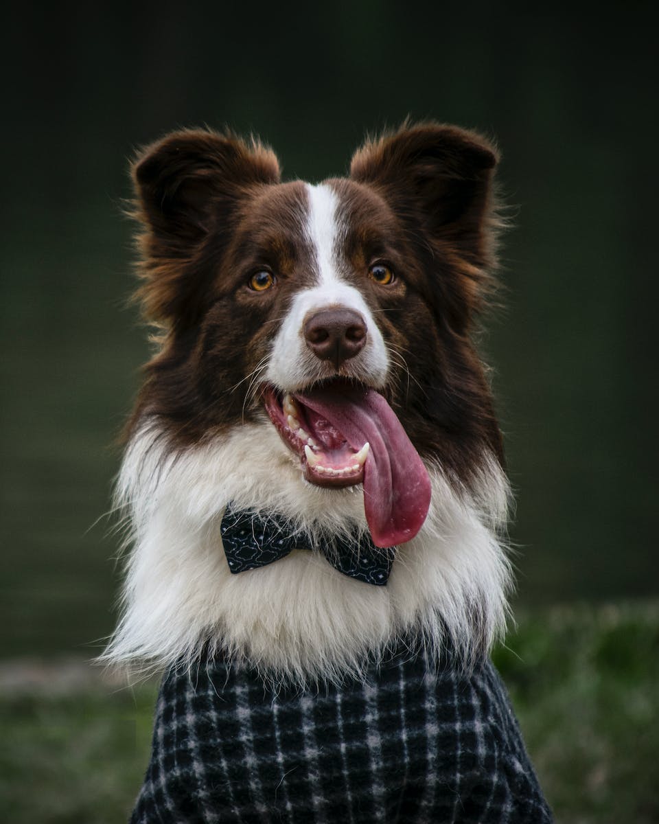Funny Border Collie Dog in Bow and Clothes