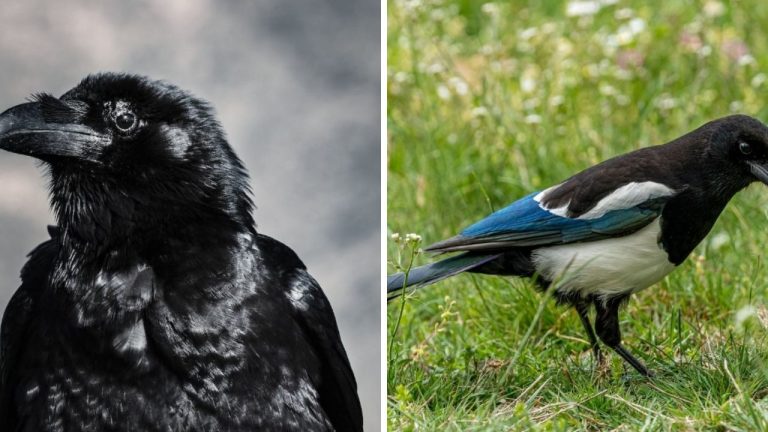 Zaujímavosti o vtákoch z čeľade krkavcovitých. Vedeli ste, že dokážu cítiť smútok, no i žartovať?
